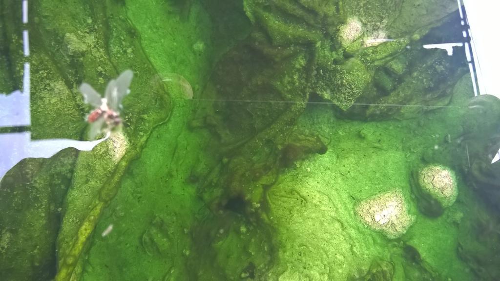 Hotel Terme Belvedere Abano Terme Dış mekan fotoğraf